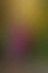 Family of four posing together during a fall family photography session surrounded by golden trees at the Iris Farm in Loomis, California.