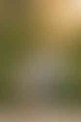 amily session at McKinley Rose Garden by Kristina Martin Photography, best Sacramento family photographer, golden hour photos in rose garden, soft natural light family portraits