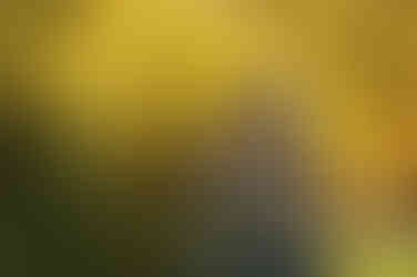 Family with a young child during a fall family photography session surrounded by golden trees at the Iris Farm in Loomis, California.