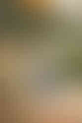 Family with a one year old child during a milestone photography session at a nature reserve in Citrus Heights, California.