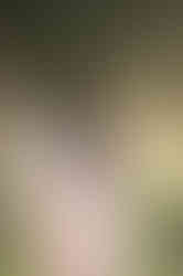 Expectant mother cradling her belly in a flowing, floral gown, surrounded by a soft glow from the sun, photographed by the best Sacramento maternity photographer.