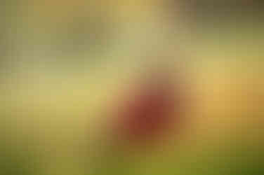 Winter senior session at the Davis Arboretum featuring soft fog, fall colors, and timeless portraits by the best Sacramento senior photographer.