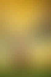 Winter senior session at the Davis Arboretum featuring soft fog, fall colors, and timeless portraits by the best Sacramento senior photographer.