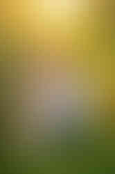 Expecting family with a young child during a golden hour maternity photography session at the Lavender Farm in Lincoln, California.