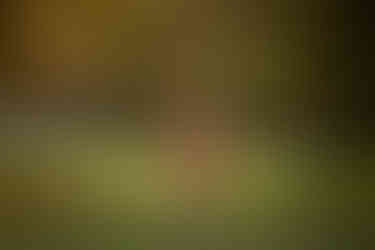 Family session including their dog by Sacramento Best Portrait Photographer Kristina Martin Photography.