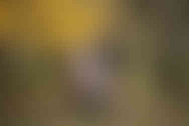 Large extended family posing together among golden fall trees during a family photography session at the Iris Farm in Loomis, California.