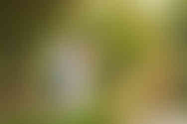 Expecting family with a young child during a golden hour maternity photography session at the Lavender Farm in Lincoln, California.