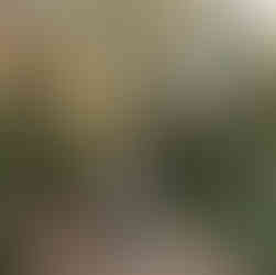 Redwood maternity session by Best Sacramento Maternity Photographer Kristina Martin Photography