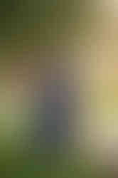 Expecting couple during a maternity photography session at Gibson Ranch in Sacramento, California.