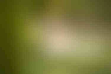 One year milestone session in Rocklin featuring a baby girl in a mauve velvet dress with her family. Photos captured in a rose garden, orchard, and near a quaint little church by Sacramento family photographer Kristina Martin.