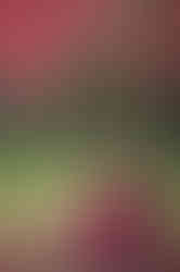 Family of four posing together during a fall family photography session surrounded by golden trees at the Iris Farm in Loomis, California.