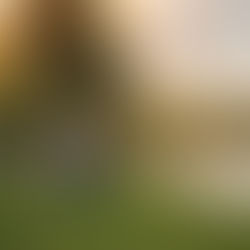 Expecting family with a young child during a golden hour maternity photography session at the Lavender Farm in Lincoln, California.