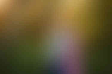 Family of four posing together during a fall family photography session surrounded by golden trees at the Iris Farm in Loomis, California.