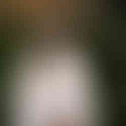 Redwood maternity session by Best Sacramento Maternity Photographer Kristina Martin Photography