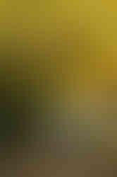 Family of four posing together during a fall family photography session surrounded by golden trees at the Iris Farm in Loomis, California.