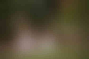 Sacramento baby photographer capturing a one year milestone session at a botanical garden with blooming flowers, toddler girls in soft dresses, candid sibling moments, and natural family portraits in a lush outdoor setting.