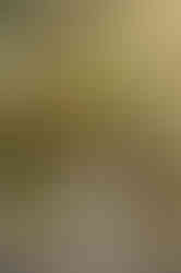 Expecting couple kissing during sunset at the lavender farm in Lincoln, CA surrounded by golden light, photographed by Sacramento and Roseville maternity photographer Kristina Martin.