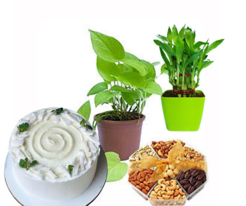 Stunning Money Plant +lucky bamboo +Nuts+Tender coconut cake