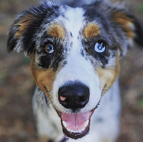 129843817_734473093941970_36449586127148