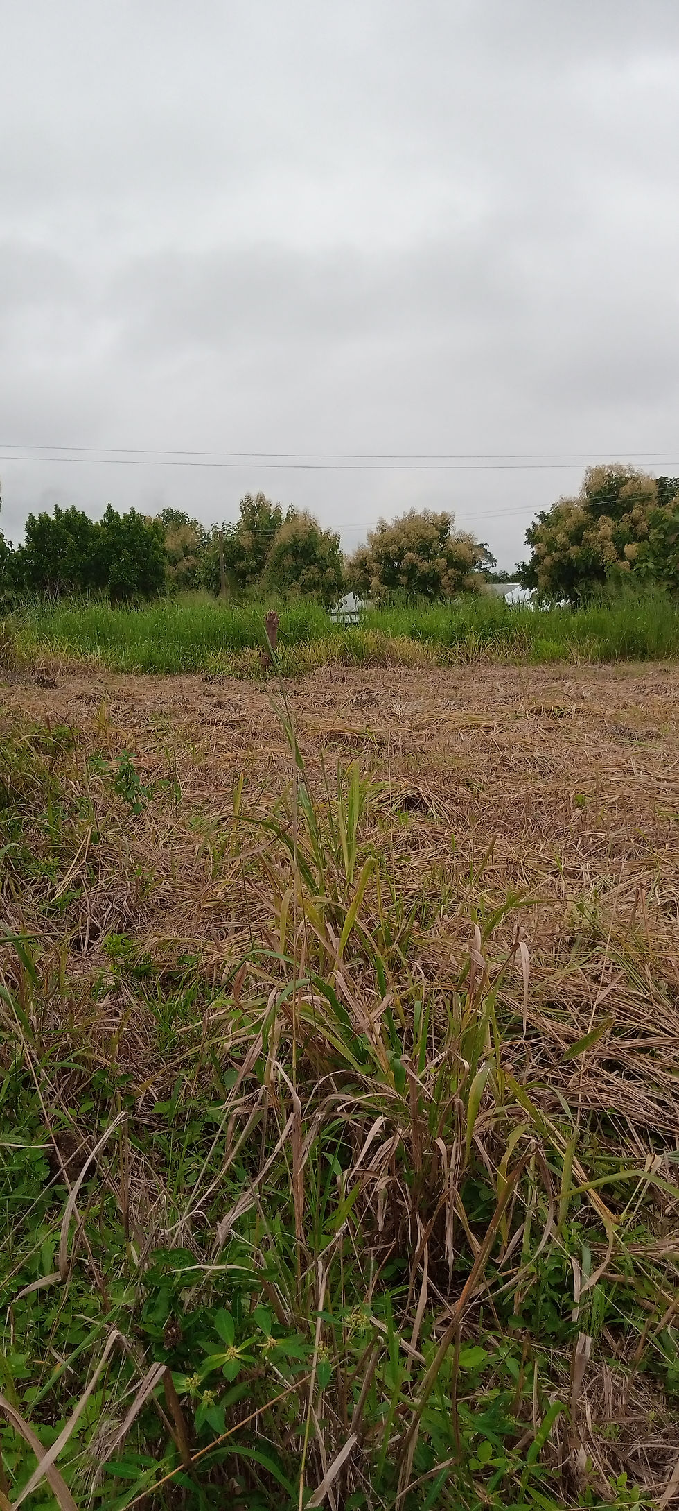 Thumbnail: 110/120 PARCEL OF LAND BEHIND SUNYANI SECONDARY SCHOOL FOR SALE
