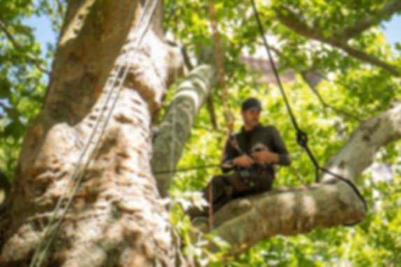 thomas dans platane tour eiffel.png