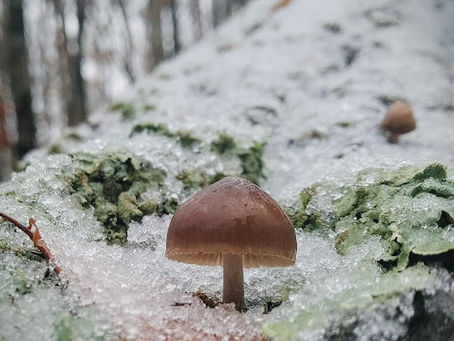 Dans une étude prospective, le WWF alerte sur l’avenir de la forêt française