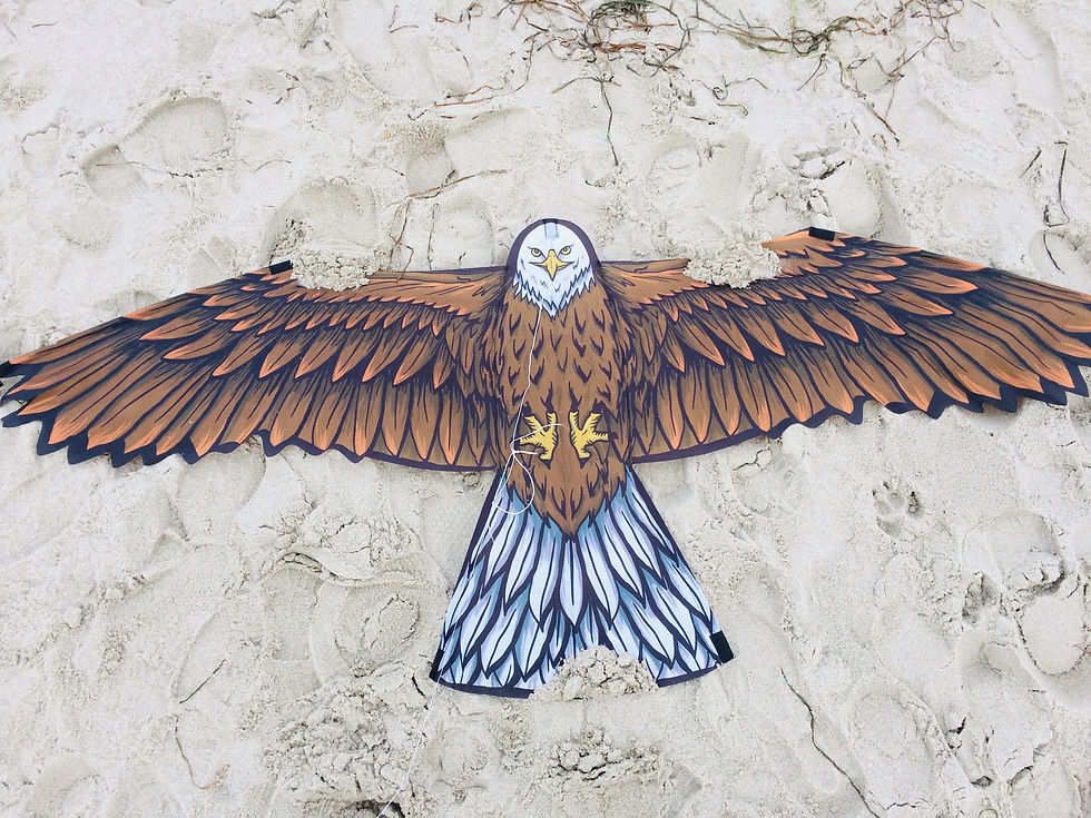 Miniaturbild: Kinderdrache Weißkopfseeadler