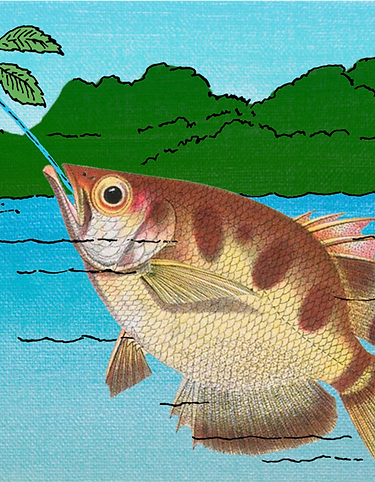 archer fish p2.png