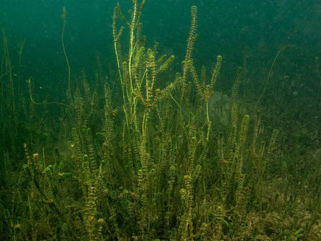 What to do About Weeds