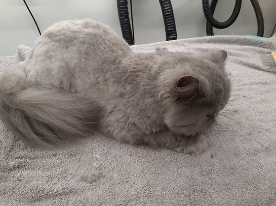 cat3.jpg