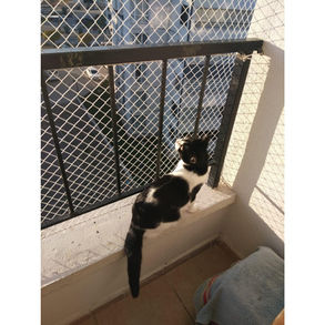 telas de proteção para gatos bh