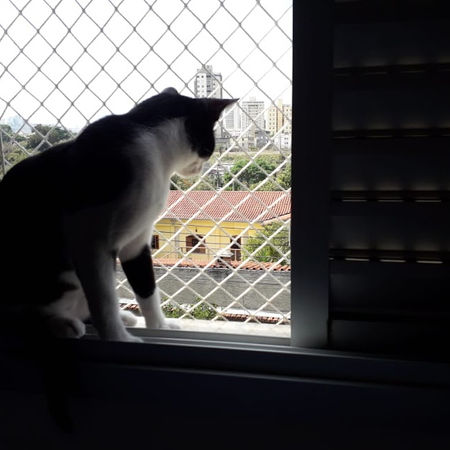 Telas de Proteção gatos BH