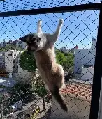 telas de proteção para gatos bh