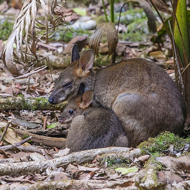 Red legged pademelon and rainforest restoration