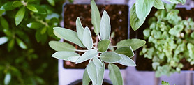 Herb Plants