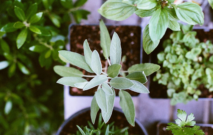 Herb Plants