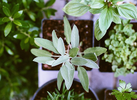 Herb Plants