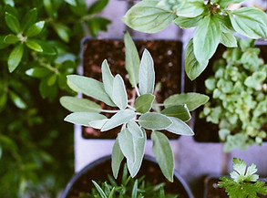Herb Plants