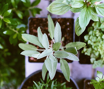 Herb Plants