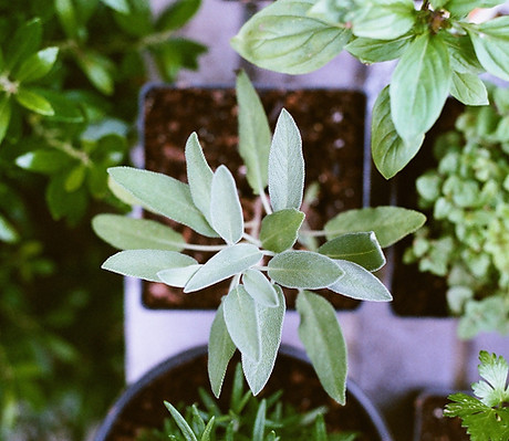 Herb Plants