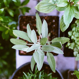 Herb Plants