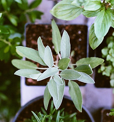 Herb Plants