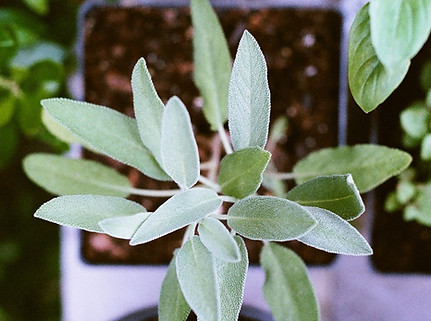 Herb Plants