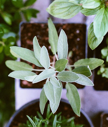 Green Plant Naturopathy