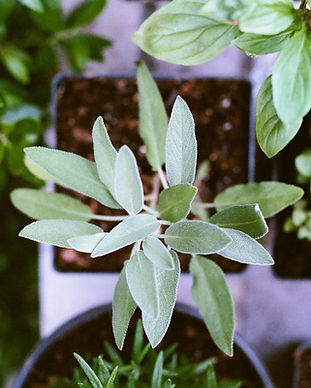 Herb Plants