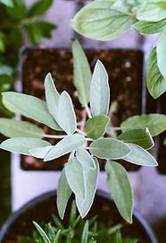Herb Plants