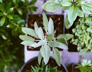Herb Plants