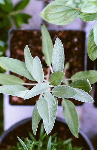 Las plantas de hierbas