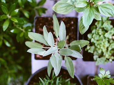 Herb Plants