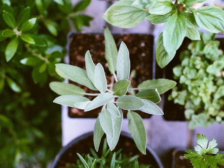 Eight Reasons You Should Be Growing Your Own Herbs 